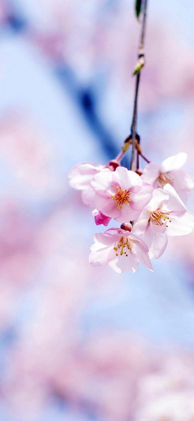 cherry blossom iPhone XR Wallpapers Download