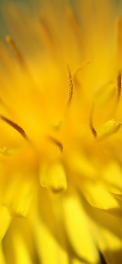 yellow flower zoom nature iphone XR Wallpapers 828x1792