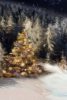 christmas_tree_6-640x960